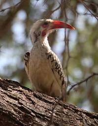 Southern Red Billed Hornbill