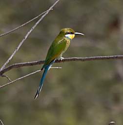 Swallow Tailed Bee Eater