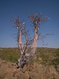 Bottle Tree Pachypodium Lealii