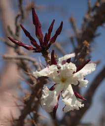 Huab Bottle Tree Pachypodium Lealii