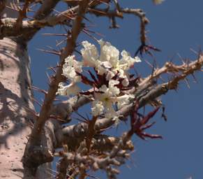 Huab Bottle Tree Pachypodium Lealii