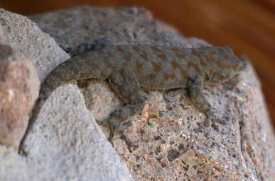 Huab Boultons Namib Day Gecko