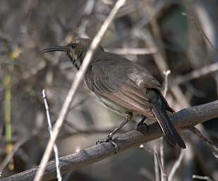 Huab Bird Dusky Sunbird