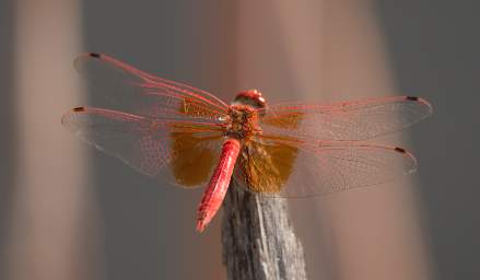 Huab Orange Dragonfly
