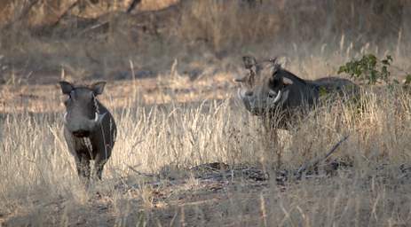 Huab Warthog