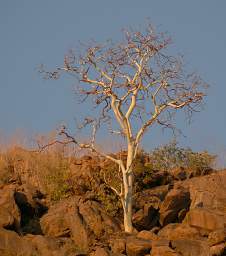 Huab Tree Mountain Chestnut