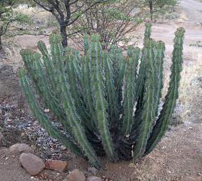 Huab Cactus Poison Arrows