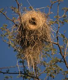 Weaver Nest
