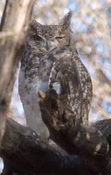 Spotted Eagle Owl