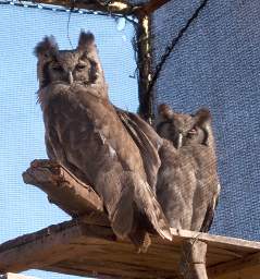 Verreauxs Eagle Owl