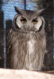 Southern White Faced Owl