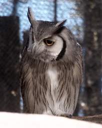 Southern White Faced Owl