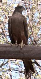 Yellow Billed Kite