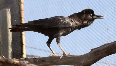 Cape Crow