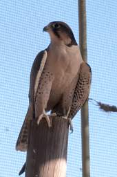 Lanner Falcon