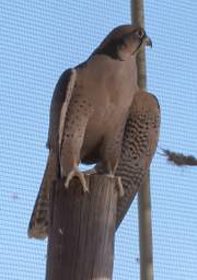 Lanner Falcon