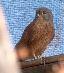 Rock Kestrel