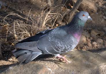 Xxx Pigeon