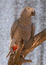 African Grey Parrot