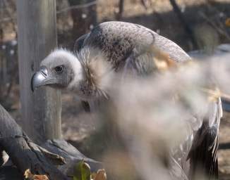 White Backed Vulture