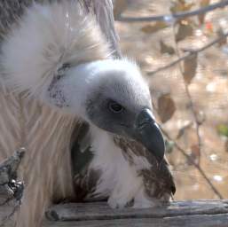 White Backed Vulture