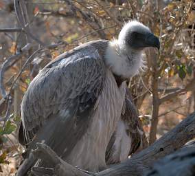 White Backed Vulture