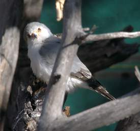 Pygmy Falcon