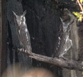 African Scops Owl