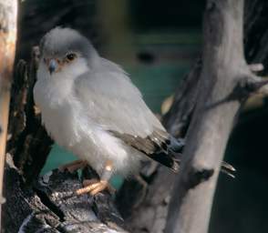 Pygmy Falcon