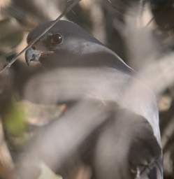 Gabar Goshawk