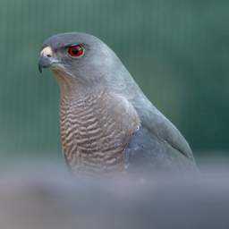 Shikra Little Banded Goshawk