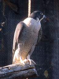 Peregrine Falcon