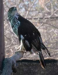 African Hawk Eagle