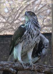 African Hawk Eagle