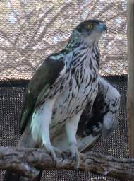 African Hawk Eagle