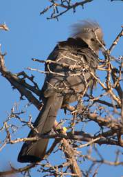 Grey Go Away Bird