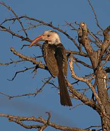 Monteiros Hornbill