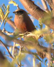 Black Faced Waxbill