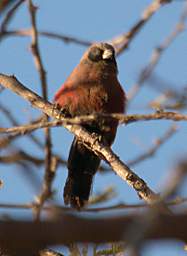 Black Faced Waxbill