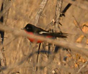 Crimson Breasted Shrike