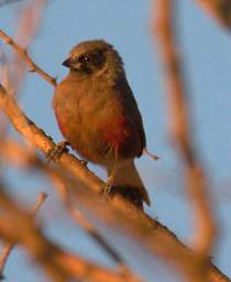 Black Faced Waxbill