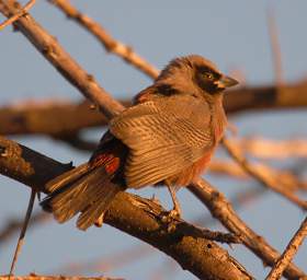 Black Faced Waxbill