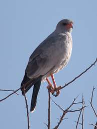 Pale Chanting Goshawk