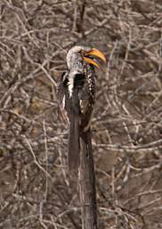 Southern Yellow Billed Hornbill