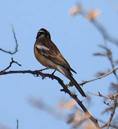 Xxx Cape Bunting