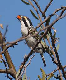 Acacia Pied Barbet