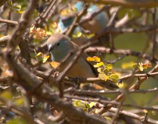 Blue Waxbill