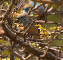 Blue Waxbill