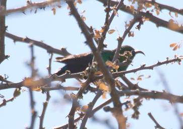 Miombo Double Collared Sunbird