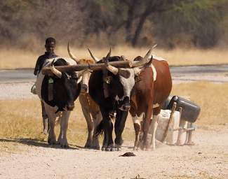 Mahango Ox Sled